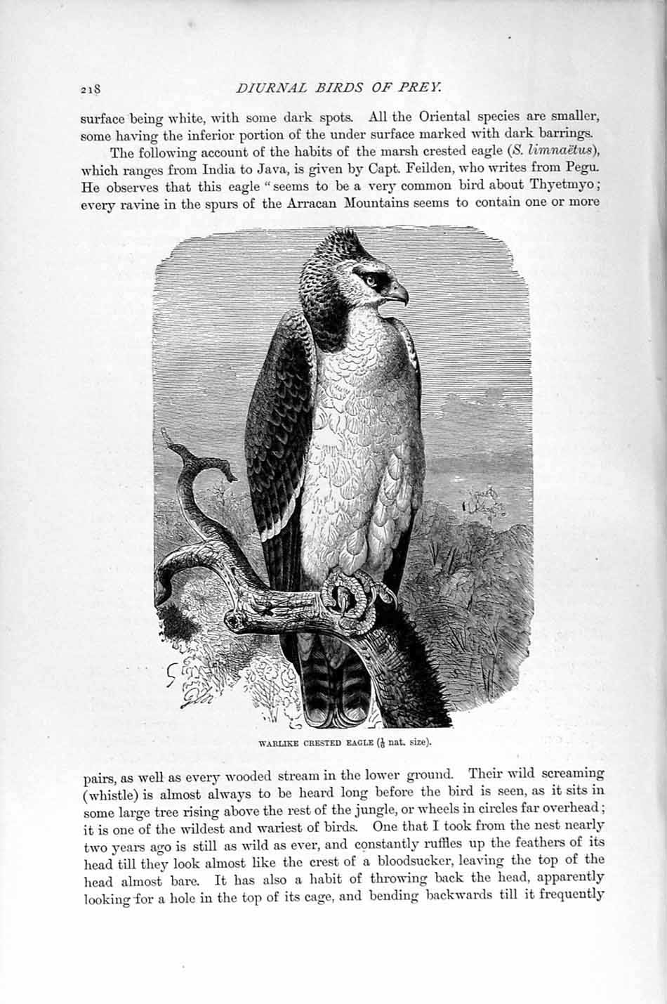 Old Antique Print Natural History 1895 Warlike Crested Eagle Diurnal Bird 19th