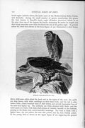 Old Antique Print Natural History 1895 Bonelli Hawk Eagle Diurnal Birds 19th