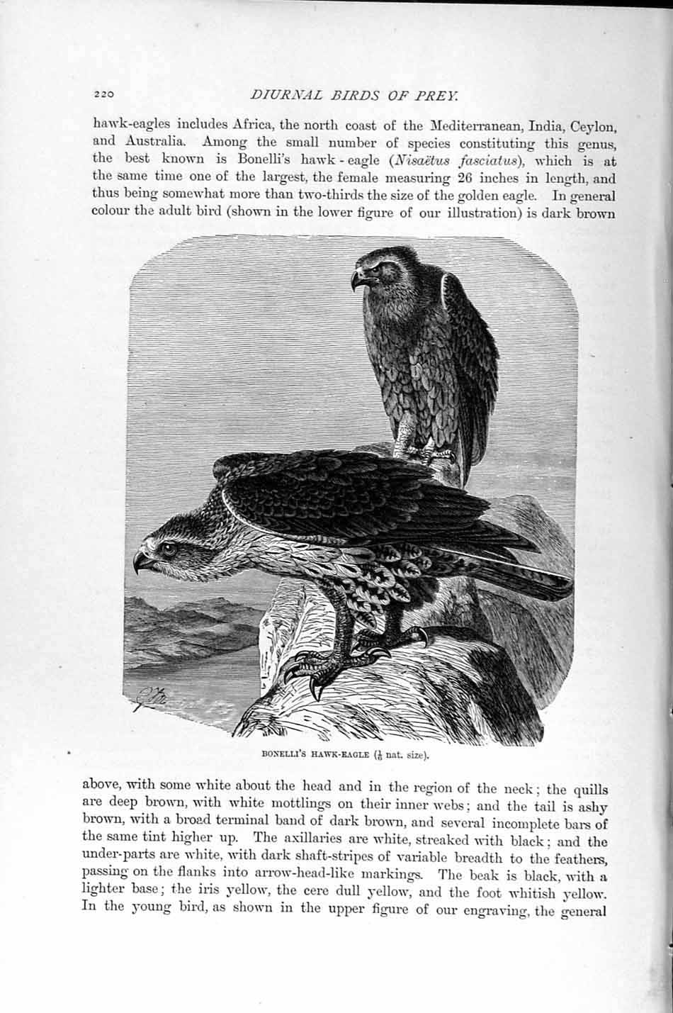 Old Antique Print Natural History 1895 Bonelli Hawk Eagle Diurnal Birds 19th