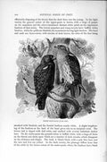 Original Old Antique Print Natural History 1895 Booted Hawk Eagle Diurnal Bird