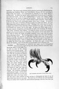 Original Old Antique Print Natural History 1895 Gen Eagle Eyrie Bird Metatarsus