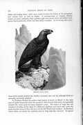 Original Old Antique Print Natural History 1895 Young Gen Eagle Diurnal Bird