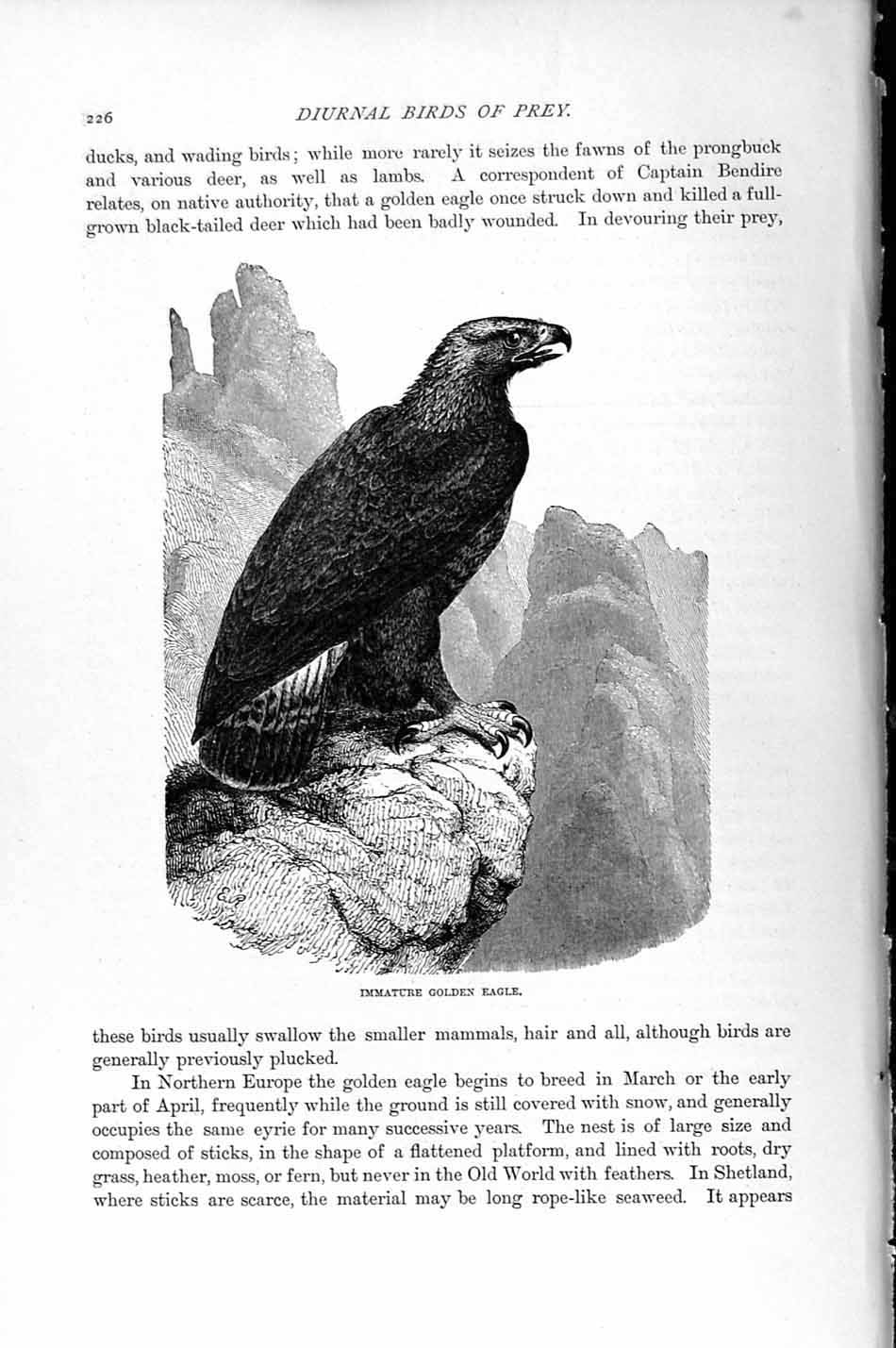 Original Old Antique Print Natural History 1895 Young Gen Eagle Diurnal Bird