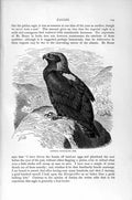 Original Old Antique Print Natural History 1895 Imperial Eagle Bird Prey 19th