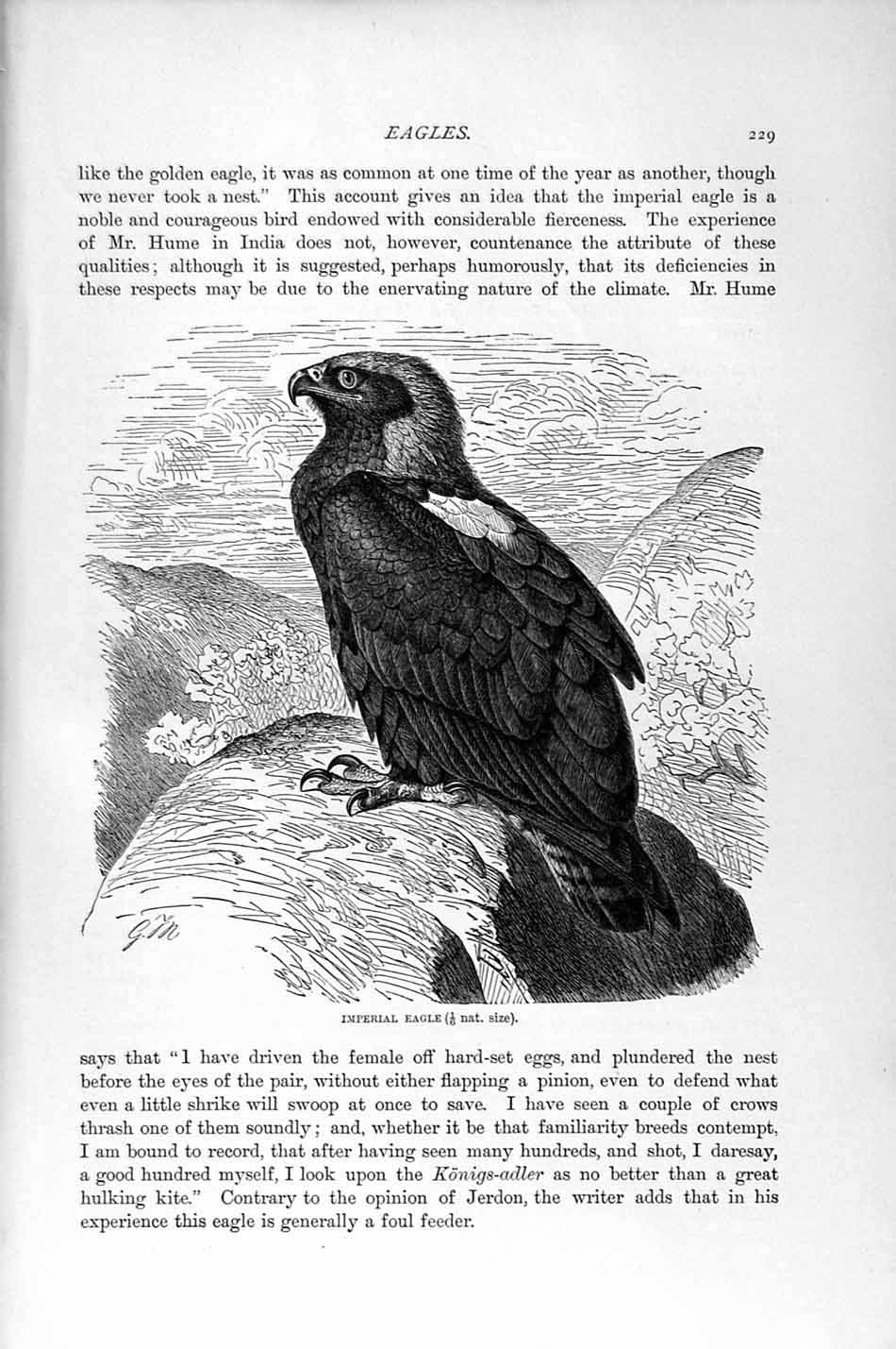 Original Old Antique Print Natural History 1895 Imperial Eagle Bird Prey 19th