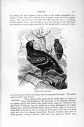 Original Old Antique Print Natural History 1895 Spotted Eagle Bird Prey 19th