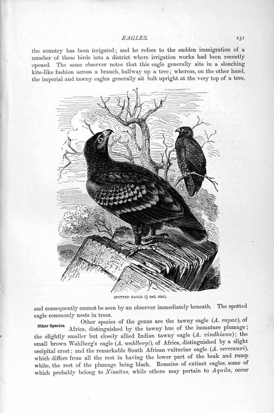 Original Old Antique Print Natural History 1895 Spotted Eagle Bird Prey 19th