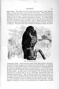 Old Antique Print Natural History 1895 Common Buzzard Bird Prey Diurnal 19th