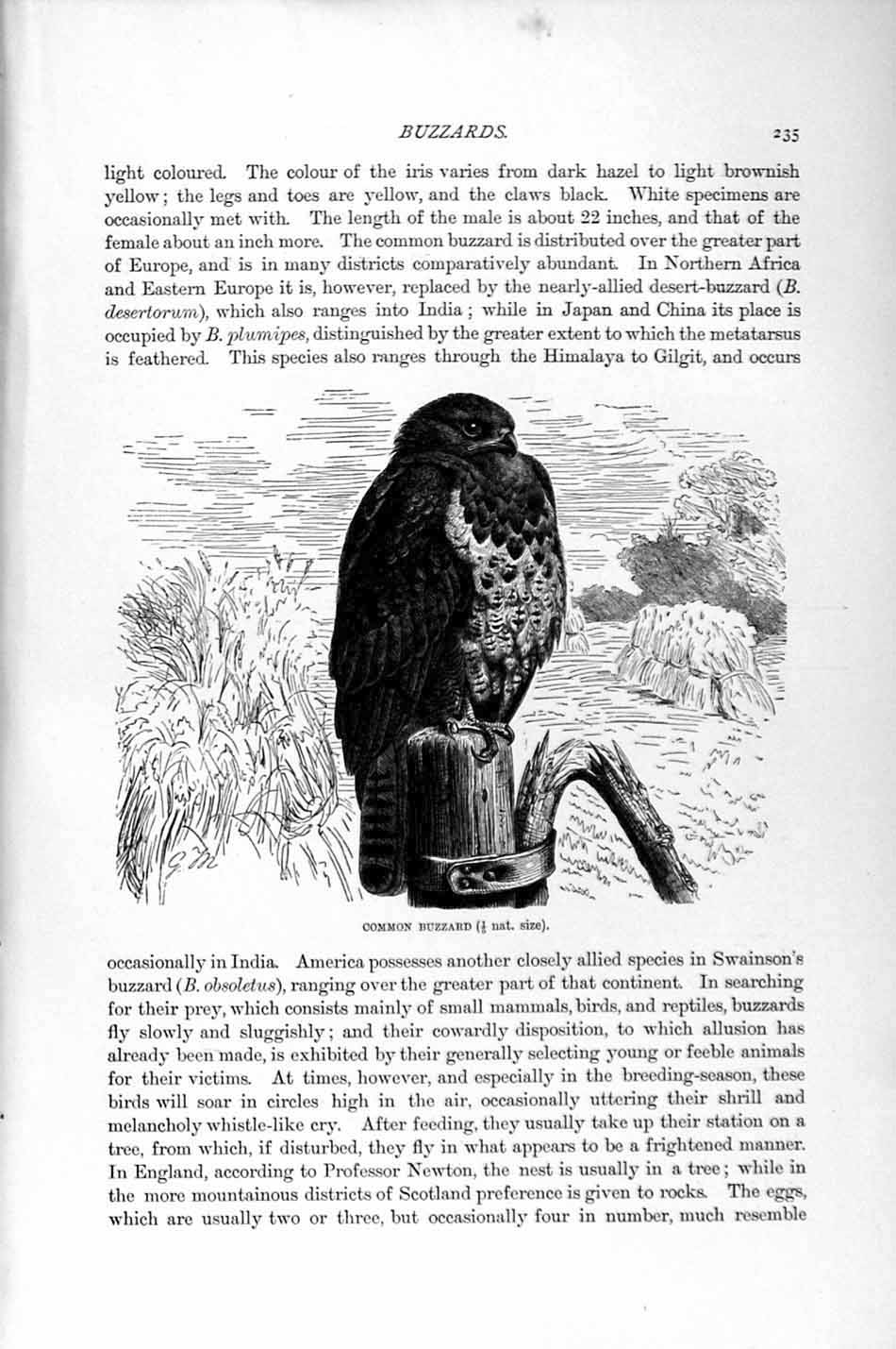 Old Antique Print Natural History 1895 Common Buzzard Bird Prey Diurnal 19th