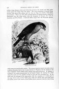 Original Old Antique Print Natural History 1895 Sparrow Hawk Diurnal Bird Prey