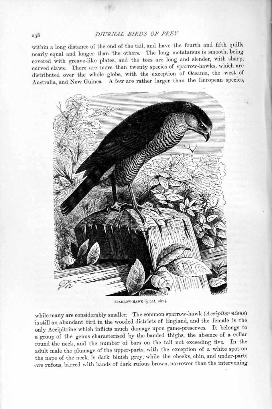 Original Old Antique Print Natural History 1895 Sparrow Hawk Diurnal Bird Prey