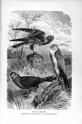 Old Antique Print Natural History 1895 Harriers Birds Prey Pale Crested 19th