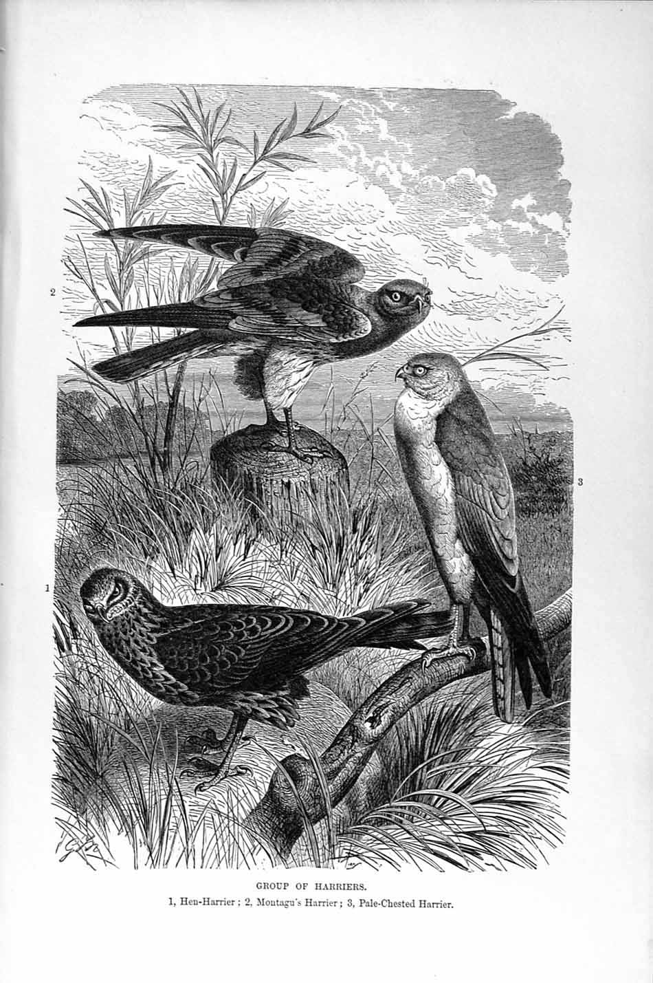 Old Antique Print Natural History 1895 Harriers Birds Prey Pale Crested 19th