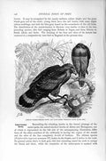 Old Antique Print Natural History 1895 African Hawk Whistling Bird Prey 19th