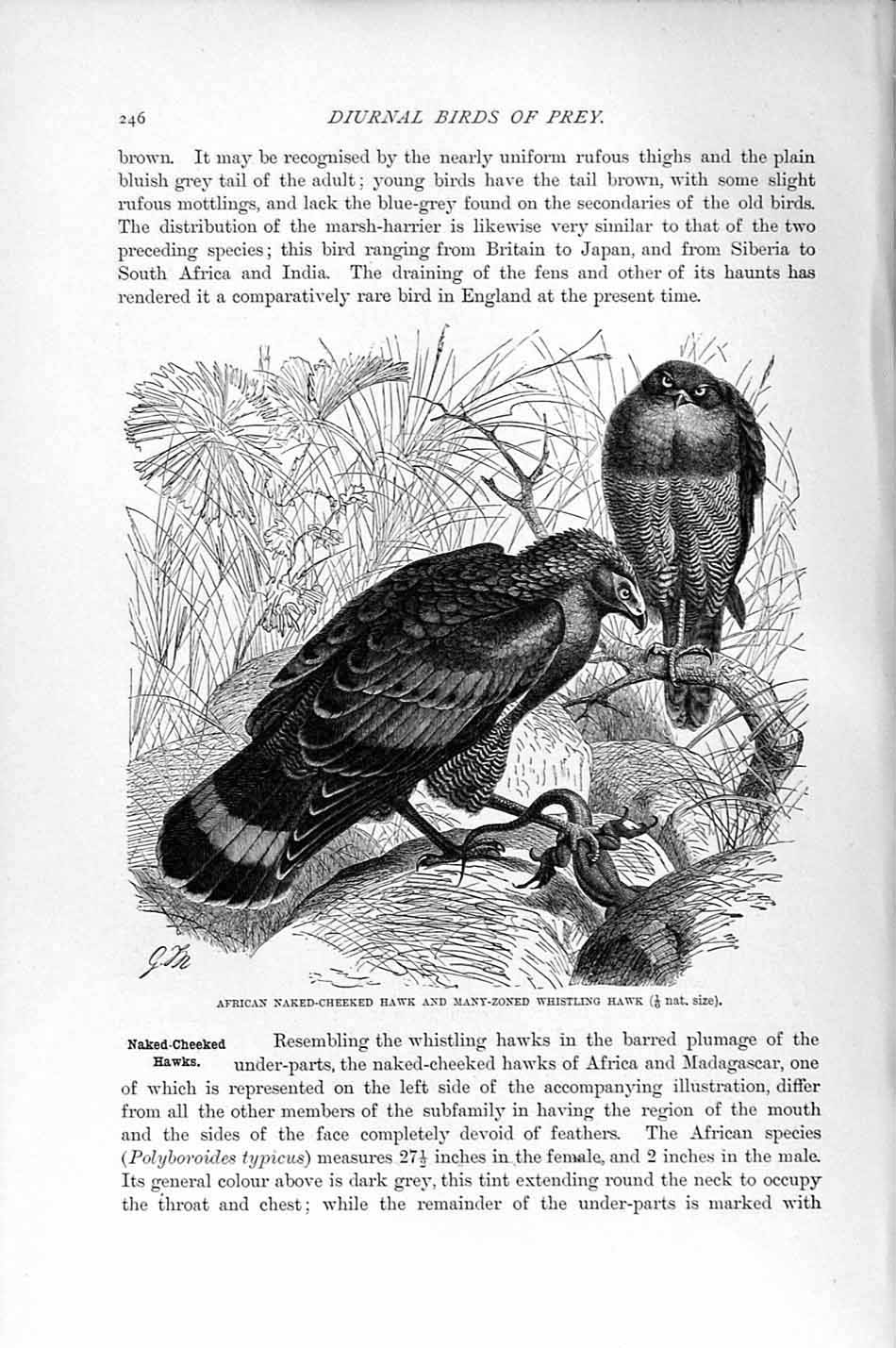 Old Antique Print Natural History 1895 African Hawk Whistling Bird Prey 19th