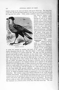 Original Old Antique Print Natural History 1895 Brazilian Caracara Diurnal Bird