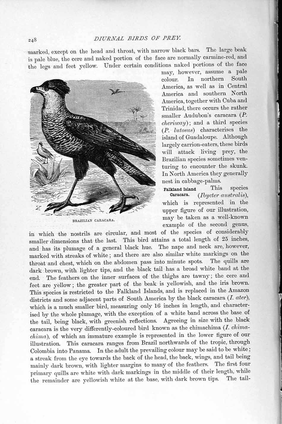 Original Old Antique Print Natural History 1895 Brazilian Caracara Diurnal Bird