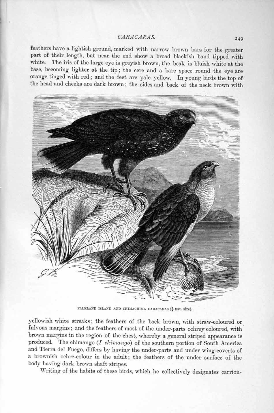 Old Antique Print Natural History 1895 Falkland Islands Caracaras Birds 19th