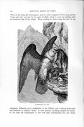 Original Old Antique Print Natural History 1895 Lammergeier Diurnal Bird Prey