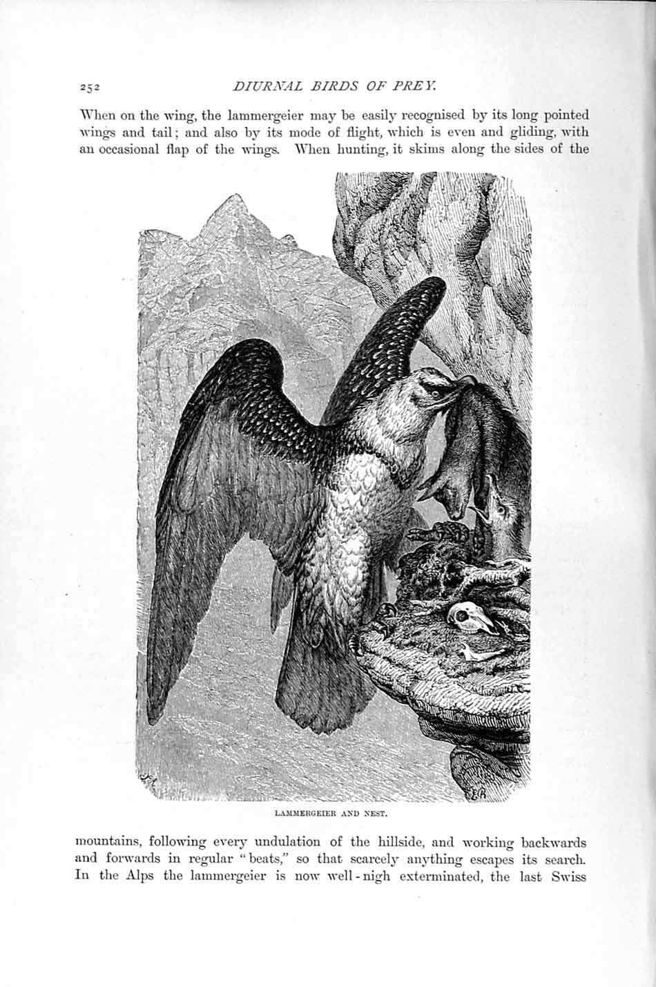 Original Old Antique Print Natural History 1895 Lammergeier Diurnal Bird Prey
