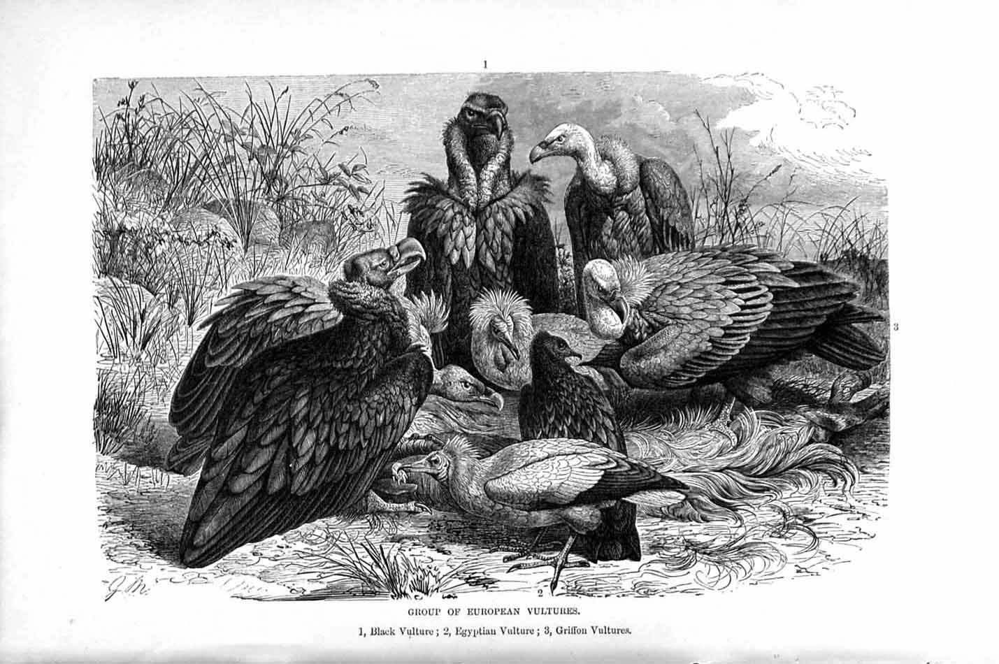 Original Old Antique Print European Vultures Birds Prey Natural History 1895