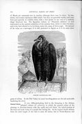 Old Antique Print Pileated Vulture Diurnal Bird Prey Natural History 1895 19th