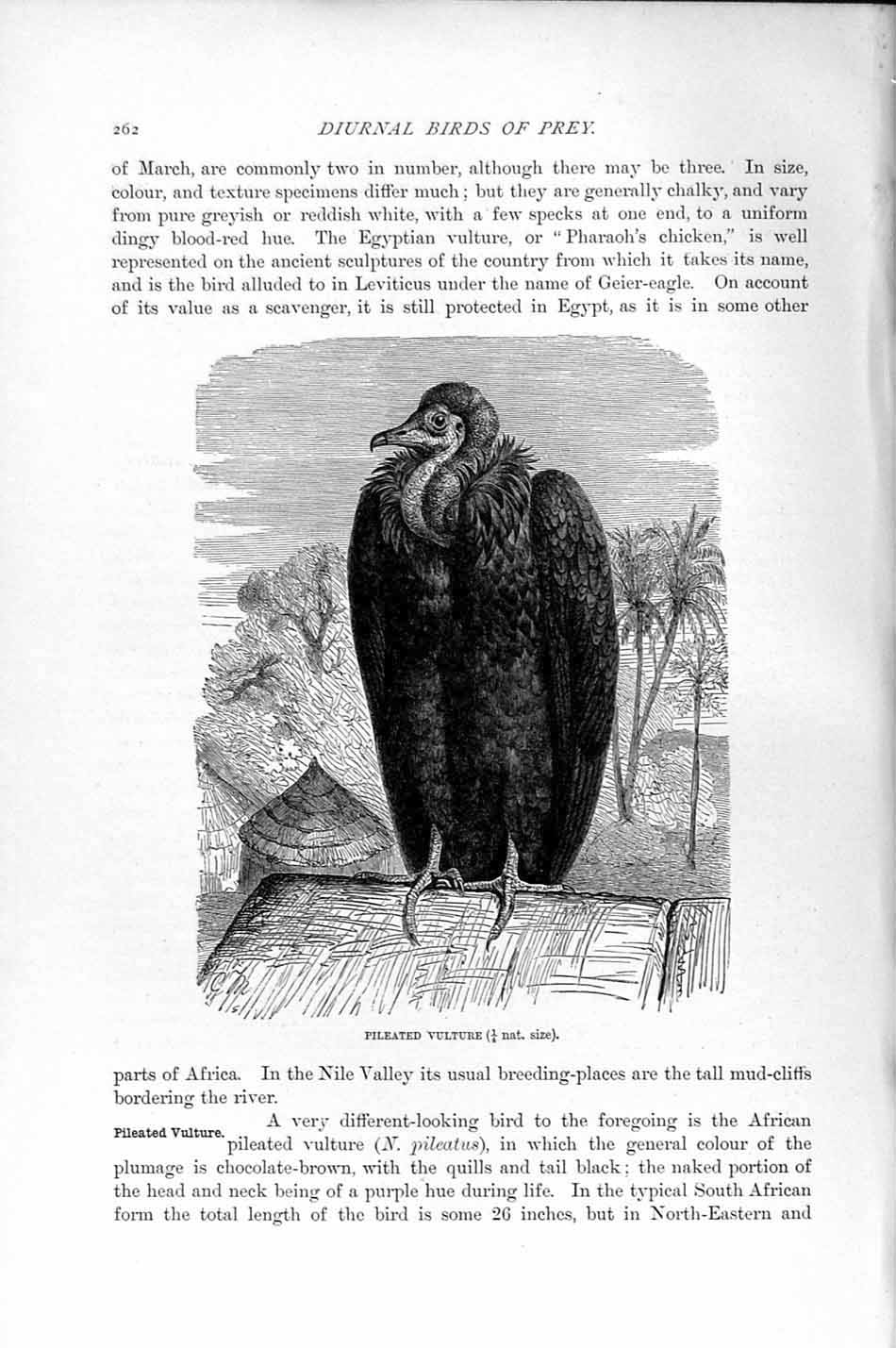 Old Antique Print Pileated Vulture Diurnal Bird Prey Natural History 1895 19th
