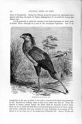 Original Old Antique Print Natural History 1895 Secretary Vulture Diurnal Bird