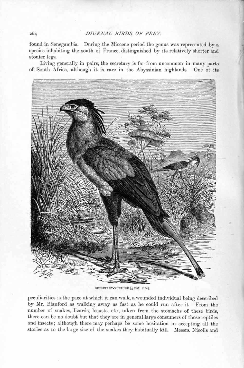 Original Old Antique Print Natural History 1895 Secretary Vulture Diurnal Bird