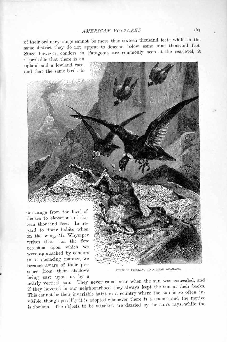 Original Old Antique Print Natural History 1895 Condors Guanaco Vultures Birds