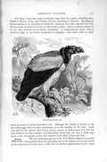Old Antique Print Natural History 1895 King Vulture American Black Bird 19th