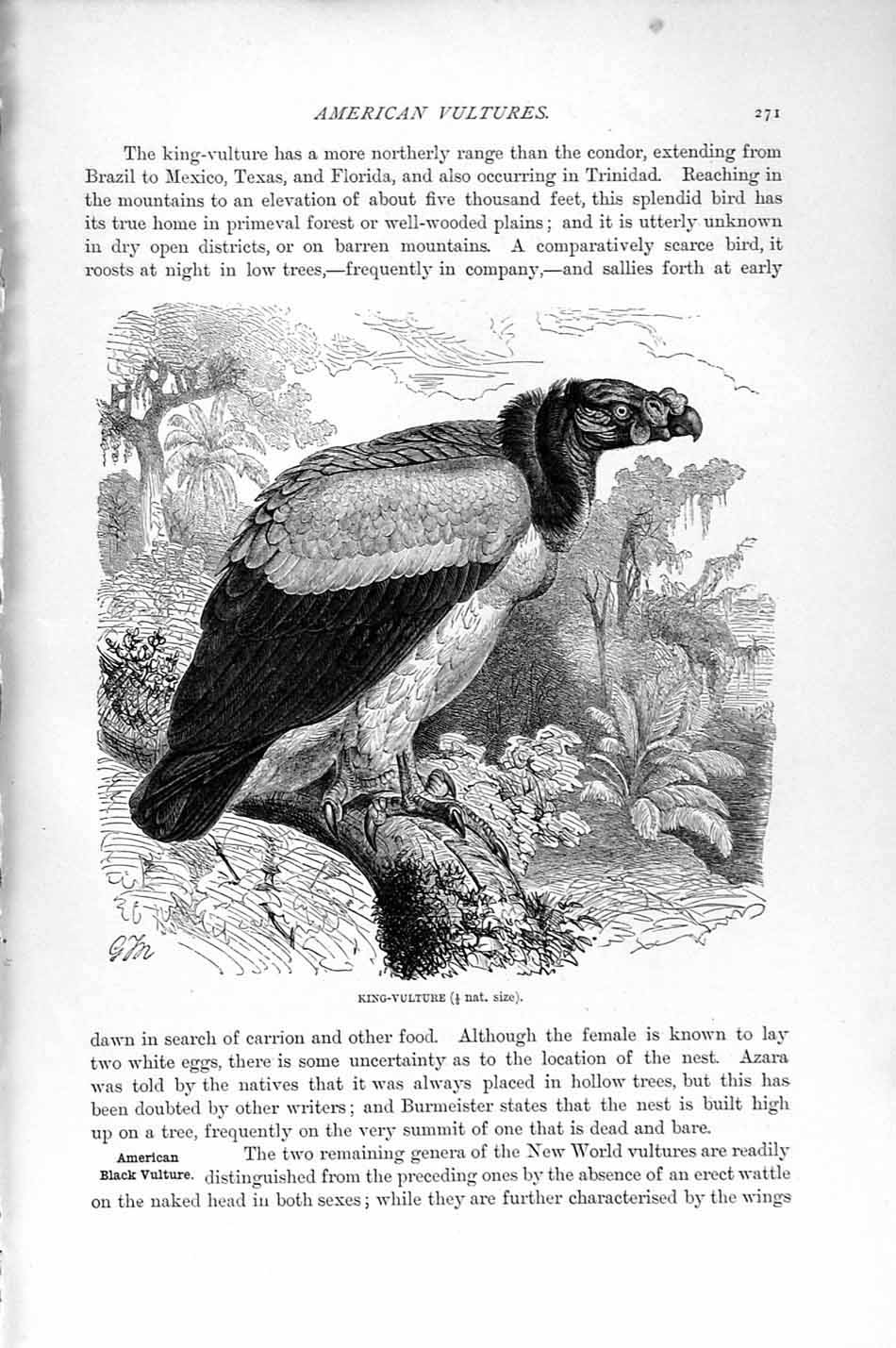 Old Antique Print Natural History 1895 King Vulture American Black Bird 19th