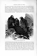 Old Antique Print Turkey Vultures Diurnal Bird Prey Natural History 1895 19th