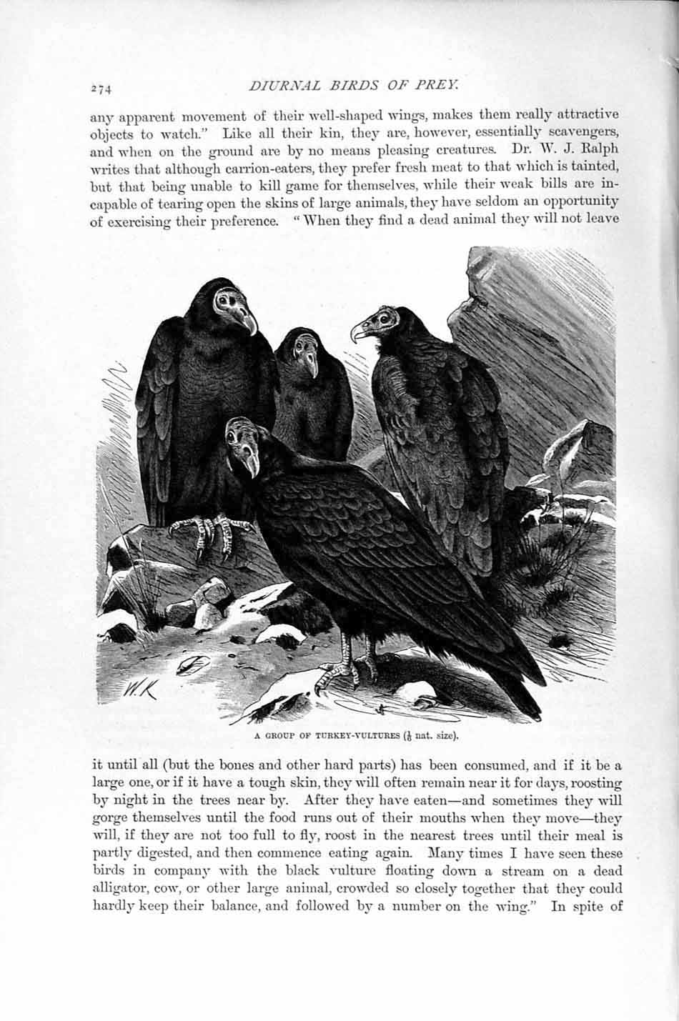 Old Antique Print Turkey Vultures Diurnal Bird Prey Natural History 1895 19th