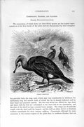Original Old Antique Print Natural History 1895 Common Cormorant Birds 19th
