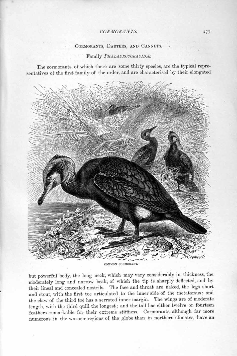 Original Old Antique Print Natural History 1895 Common Cormorant Birds 19th