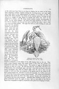 Original Old Antique Print Natural History 1895 Cormorants Birds Young 19th