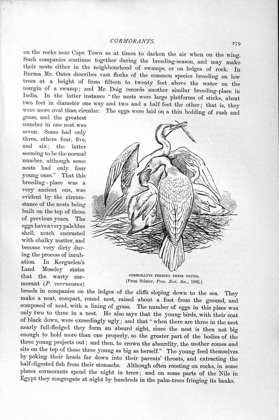 Original Old Antique Print Natural History 1895 Cormorants Birds Young 19th