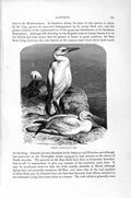 Original Old Antique Print Natural History 1895 Common Ganet Birds Victorian