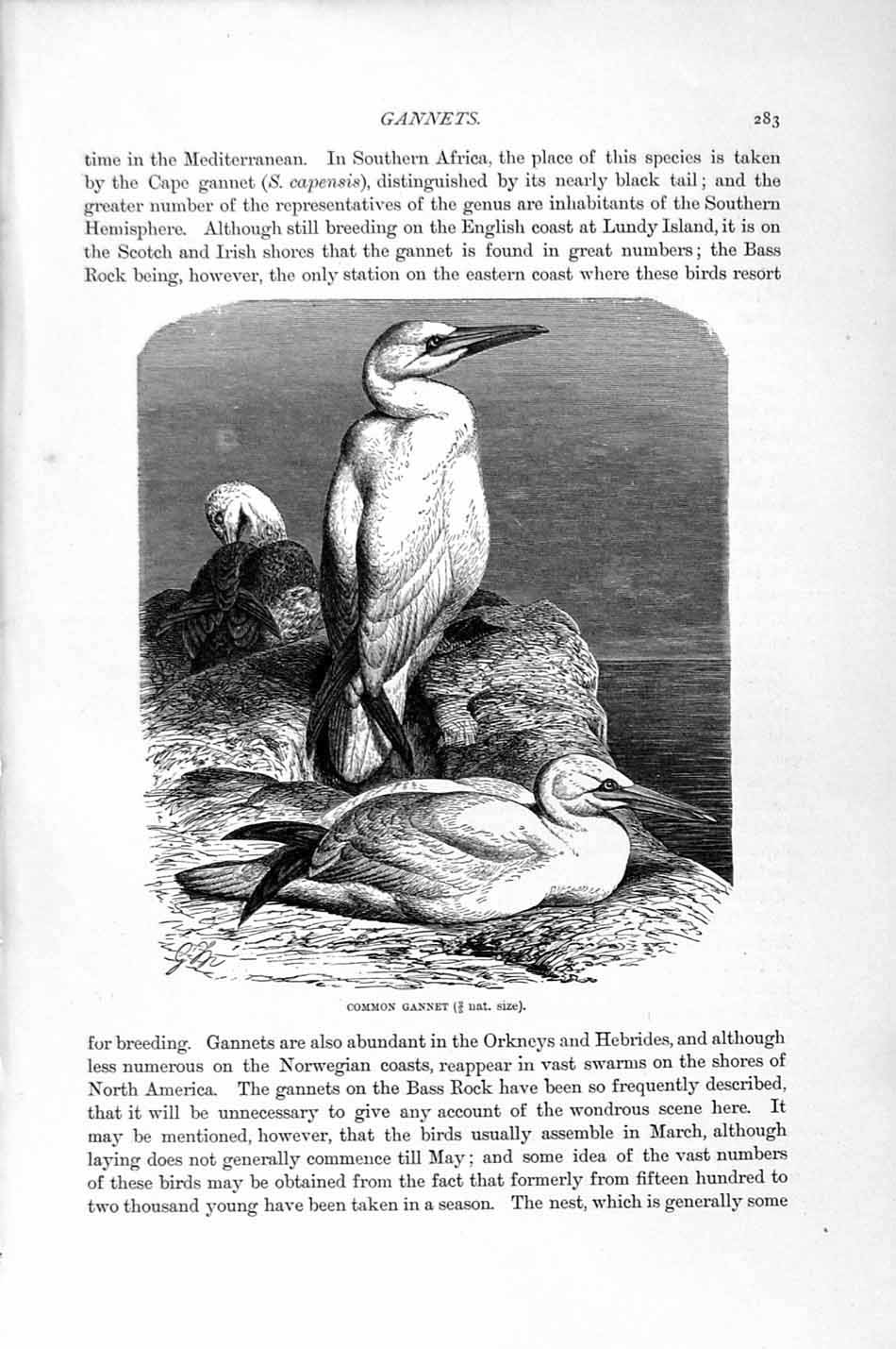 Original Old Antique Print Natural History 1895 Common Ganet Birds Victorian