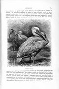 Original Old Antique Print European Pelican Birds Natural History 1895 19th