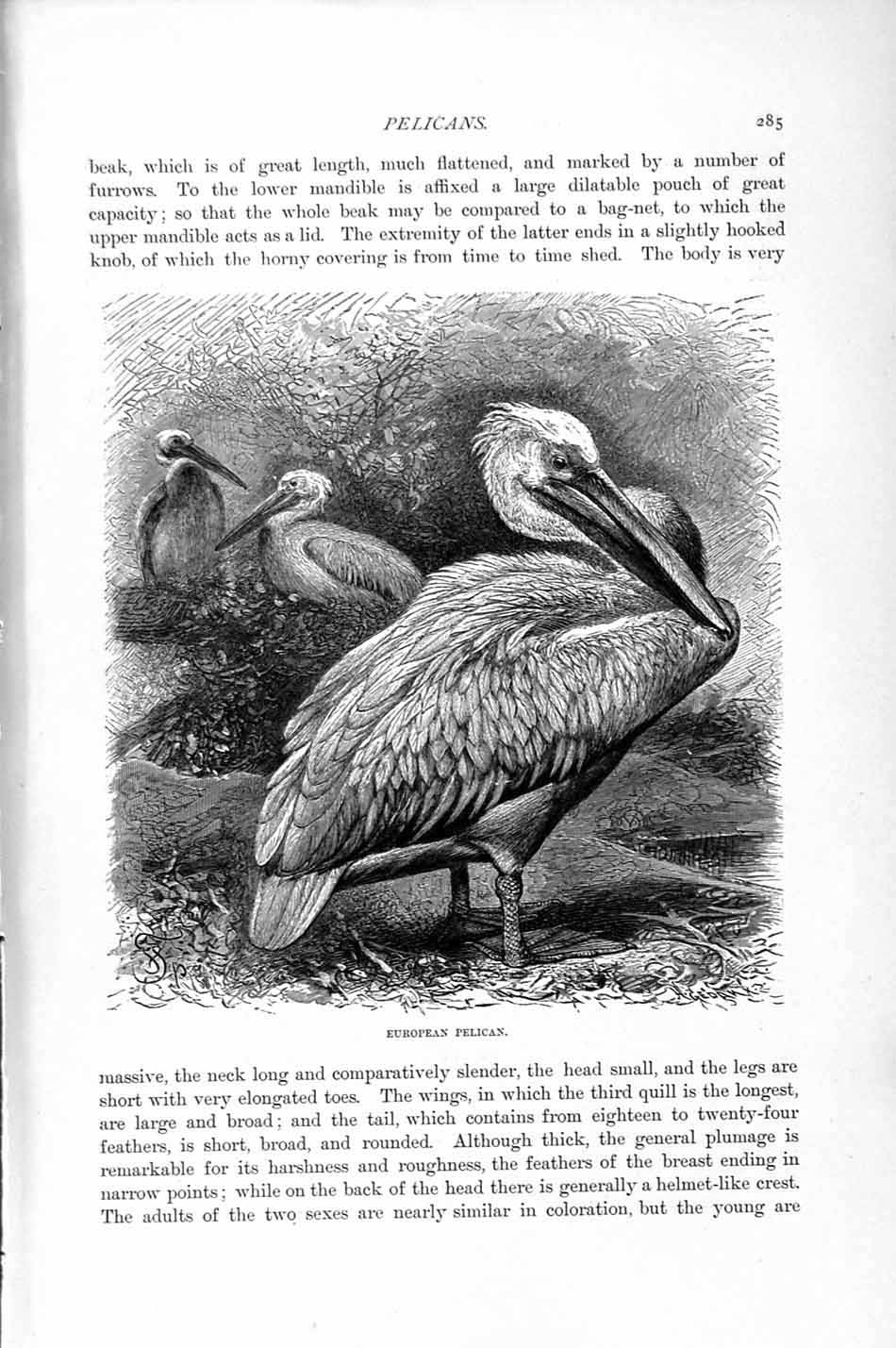 Original Old Antique Print European Pelican Birds Natural History 1895 19th