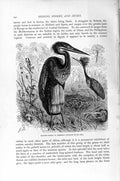 Original Old Antique Print Natural History 1895 Goliath Heron Birds Breeding