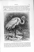 Original Old Antique Print Natural History 1895 Great White Heron Bird 19th