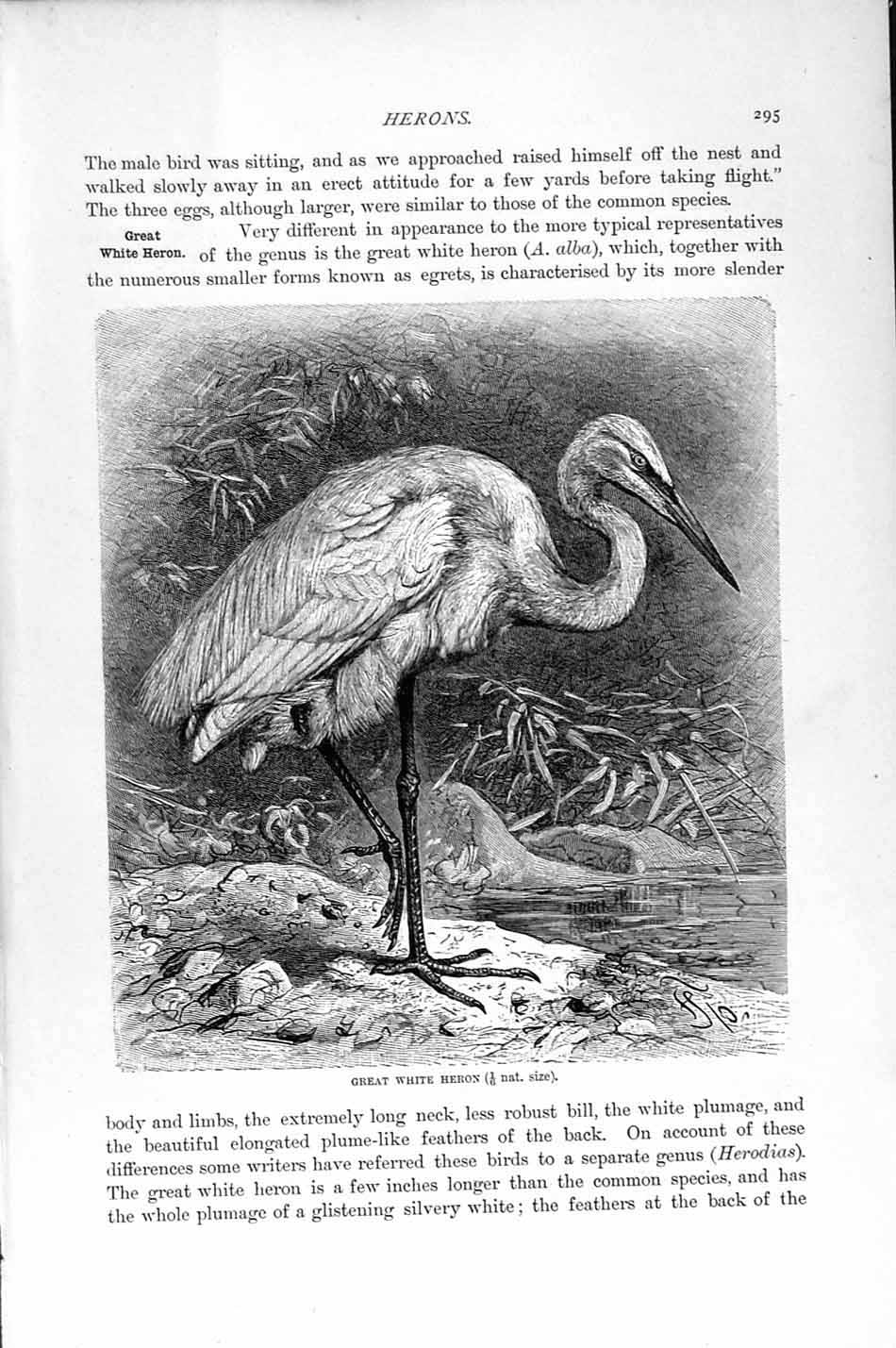 Original Old Antique Print Natural History 1895 Great White Heron Bird 19th