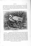 Original Old Antique Print Little Egret Heron Bird Natural History 1895 19th