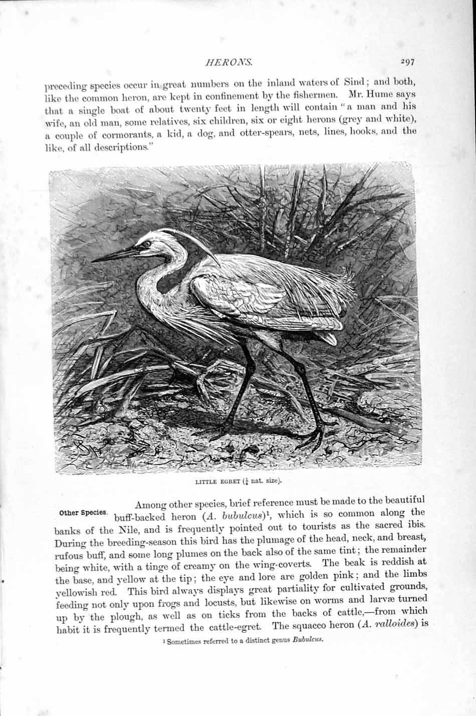 Original Old Antique Print Little Egret Heron Bird Natural History 1895 19th