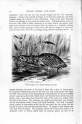 Original Old Antique Print Natural History 1895 Common Bitern Bird Victorian