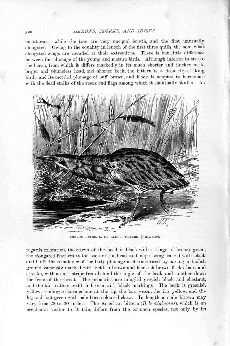 Original Old Antique Print Natural History 1895 Common Bitern Bird Victorian
