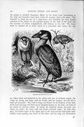 Original Old Antique Print Natural History 1895 Boat-Billed Heron Bird 19th